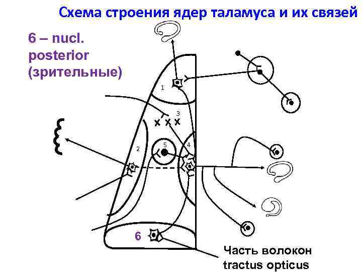 Схема строения ядер таламуса и их связей 6 – nucl. posterior (зрительные) 1 3