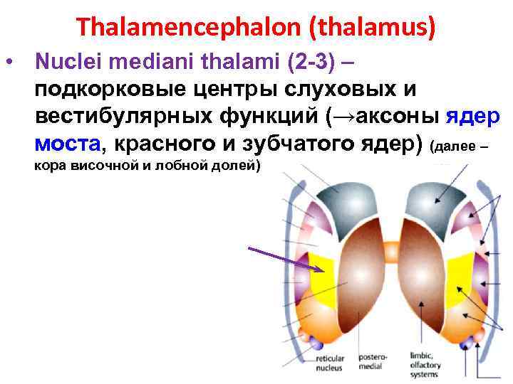 Thalamencephalon (thalamus) • Nuclei mediani thalami (2 -3) – подкорковые центры слуховых и вестибулярных