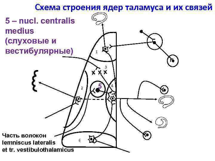 Схема строения ядер таламуса и их связей 5 – nucl. centralis medius (слуховые и