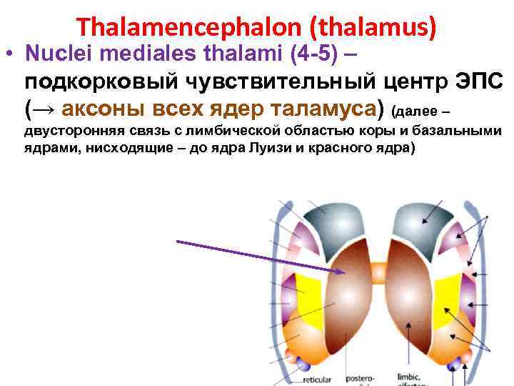 Thalamencephalon (thalamus) • Nuclei mediales thalami (4 -5) – подкорковый чувствительный центр ЭПС (→