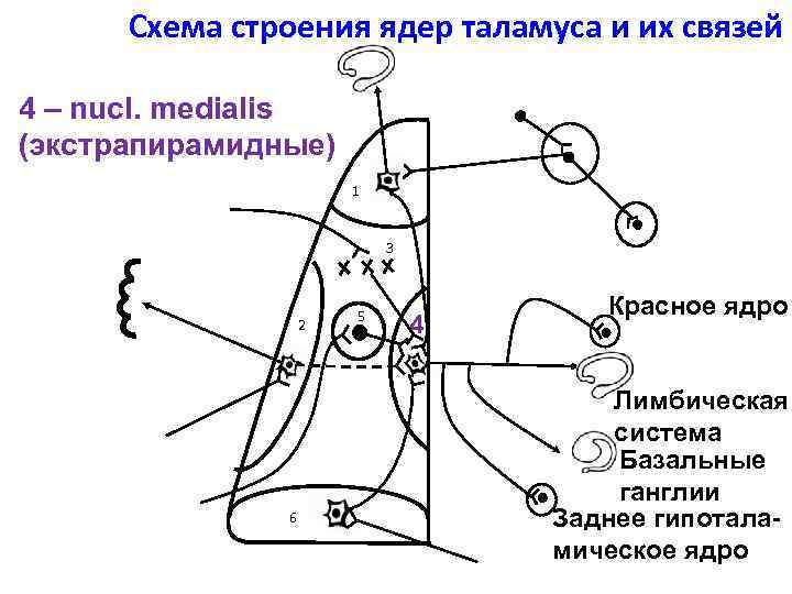 Схема ядер таламуса