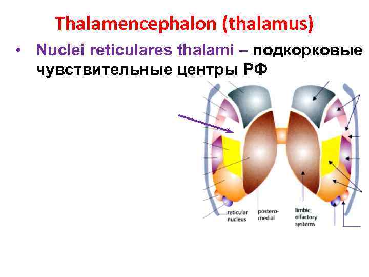 Thalamencephalon (thalamus) • Nuclei reticulares thalami – подкорковые чувствительные центры РФ 