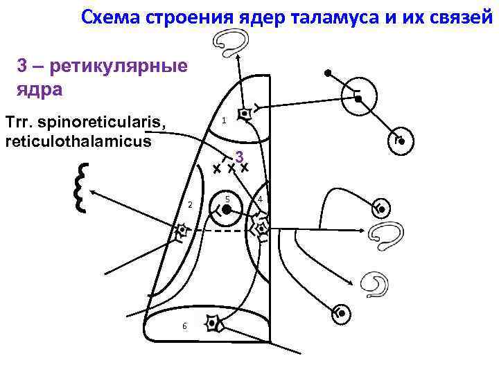 Схема строения ядер таламуса и их связей 3 – ретикулярные ядра Trr. spinoreticularis, reticulothalamicus