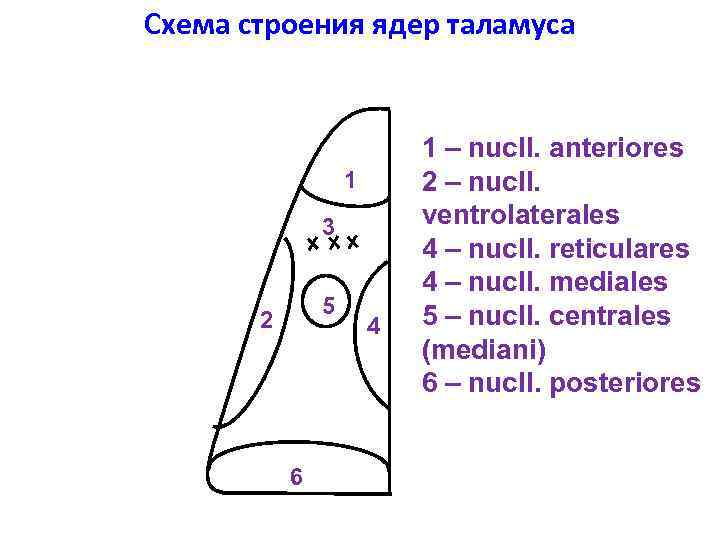 Схема строения ядер таламуса 1 3 5 2 6 4 1 – nucll. anteriores