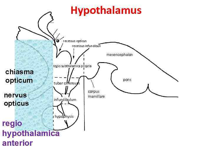 Hypothalamus recessus opticus recessus infundibuli mesencephalon chiasma opticum nervus opticus regio subthalamica propria pons