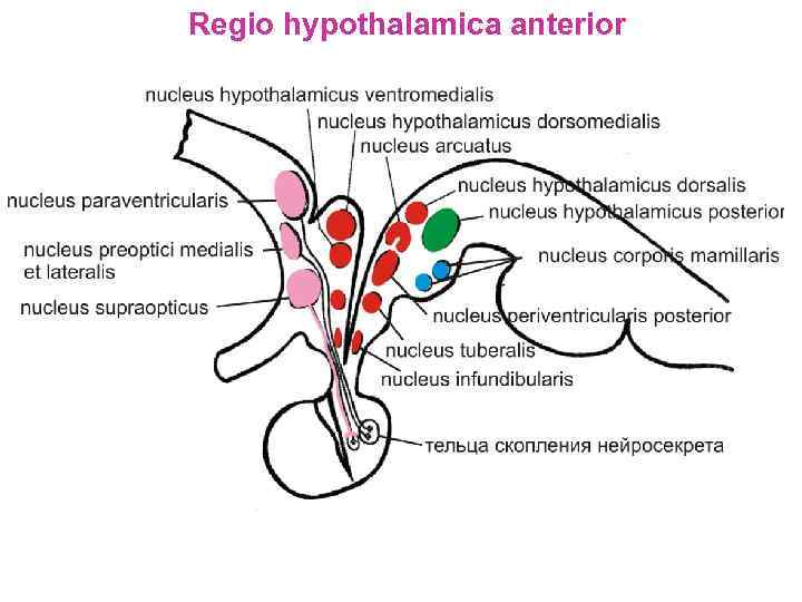 Regio hypothalamica anterior 