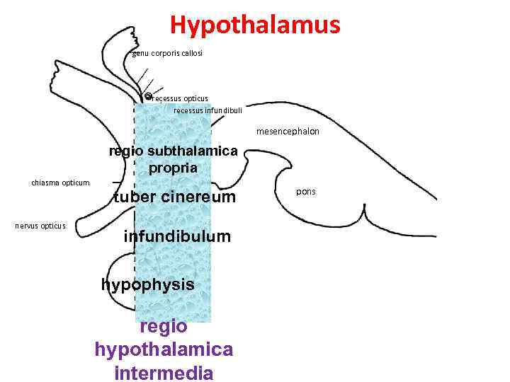 Hypothalamus genu corporis callosi recessus opticus recessus infundibuli mesencephalon regio subthalamica propria chiasma opticum