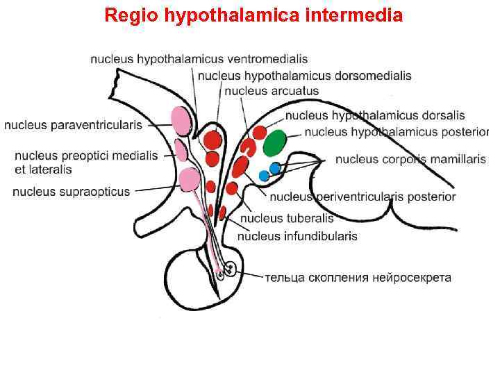 Regio hypothalamica intermedia 