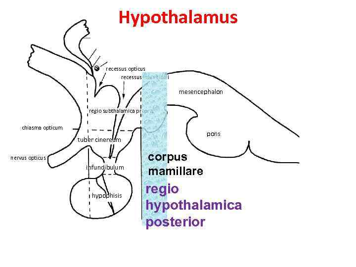 Hypothalamus recessus opticus recessus infundibuli mesencephalon regio subthalamica propria chiasma opticum pons tuber cinereum