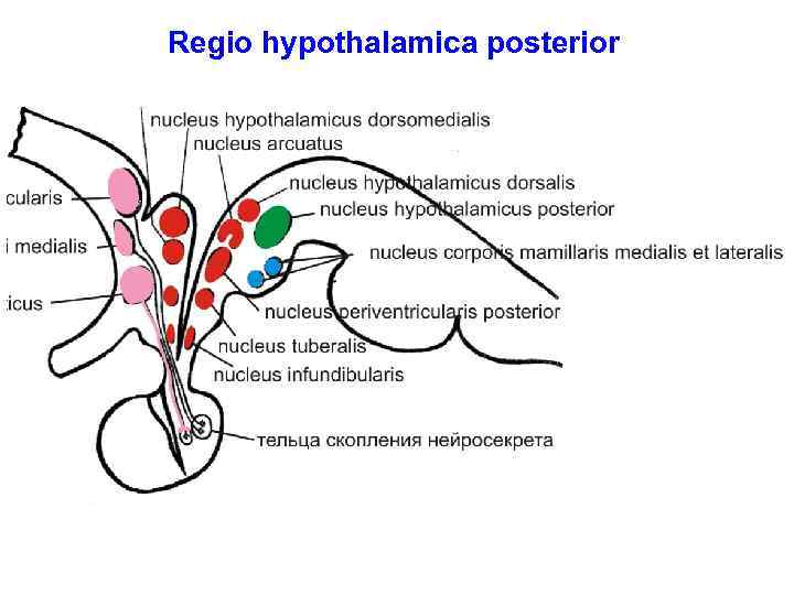 Regio hypothalamica posterior 