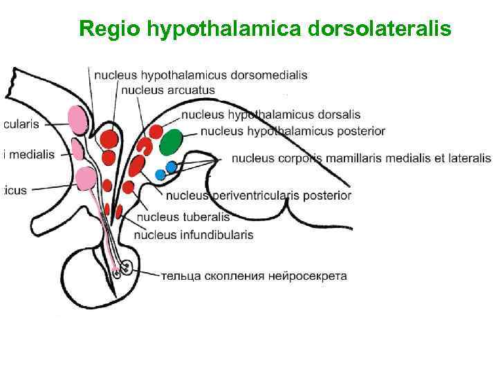 Regio hypothalamica dorsolateralis 