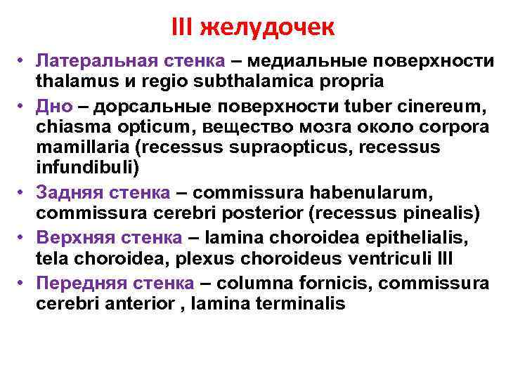 III желудочек • Латеральная стенка – медиальные поверхности thalamus и regio subthalamica propria •