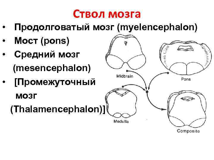 Ствол мозга • Продолговатый мозг (myelencephalon) • Мост (pons) • Средний мозг (mesencephalon) •