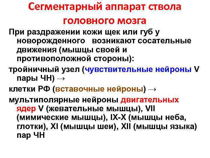 Сегментарный аппарат ствола головного мозга При раздражении кожи щек или губ у новорожденного возникают