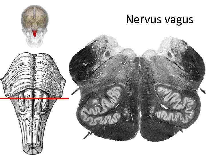 Nervus vagus 