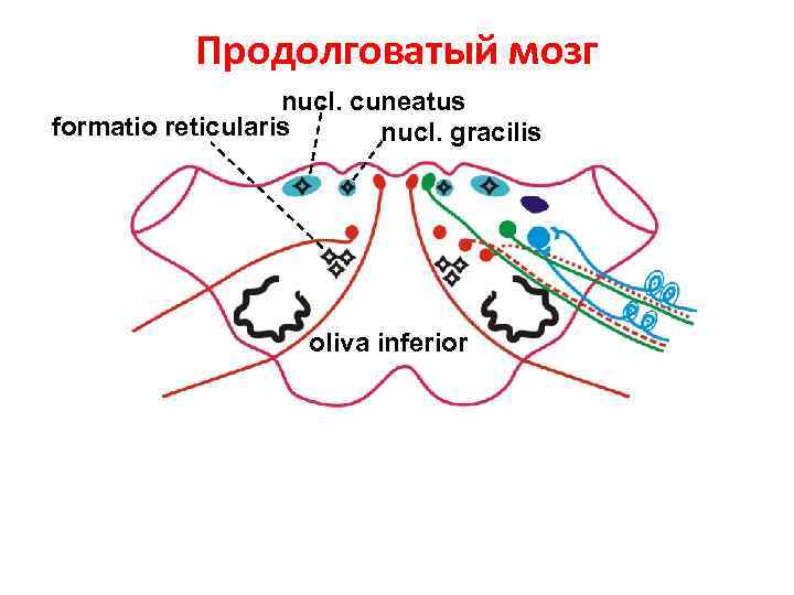 Продолговатый мозг nucl. cuneatus formatio reticularis nucl. gracilis oliva inferior 