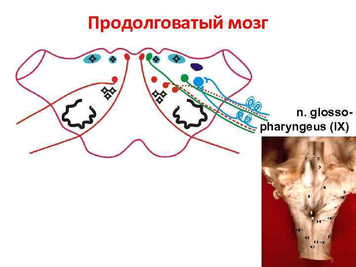 Продолговатый мозг n. glossopharyngeus (IX) 