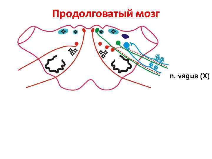 Продолговатый мозг n. vagus (X) 