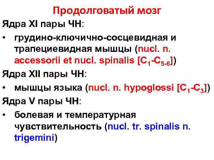 Продолговатый мозг Ядра XI пары ЧН: • грудино-ключично-сосцевидная и трапециевидная мышцы (nucl. n. accessorii