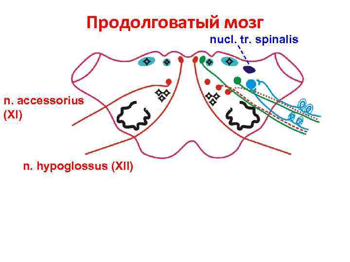 Продолговатый мозг nucl. tr. spinalis n. accessorius (XI) n. hypoglossus (XII) 