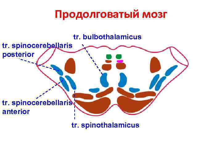 Продолговатый мозг tr. bulbothalamicus tr. spinocerebellaris posterior tr. spinocerebellaris anterior tr. spinothalamicus 