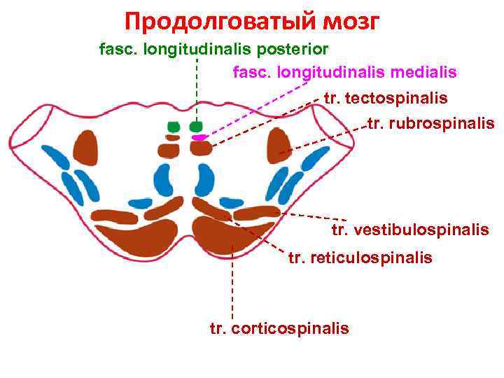 Lemniscus medialis. Fasciculus longitudinalis medialis схема. Fasciculus longitudinalis posterior. Nucleus fasciculus longitudinalis medialis. Tr vestibulospinalis.