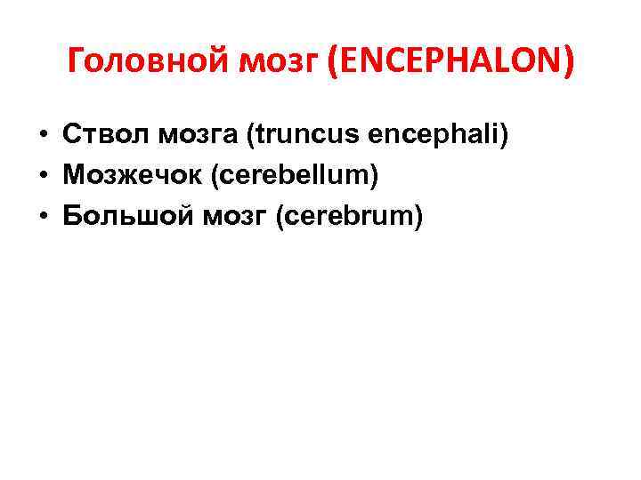 Головной мозг (ENCEPHALON) • Ствол мозга (truncus encephali) • Мозжечок (cerebellum) • Большой мозг