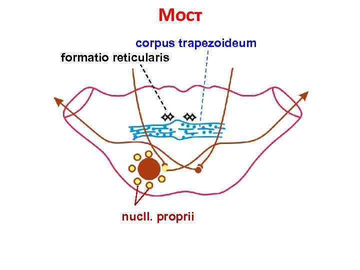 Мост corpus trapezoideum formatio reticularis ◊◊◊◊◊◊ • • • • • • nucll. proprii