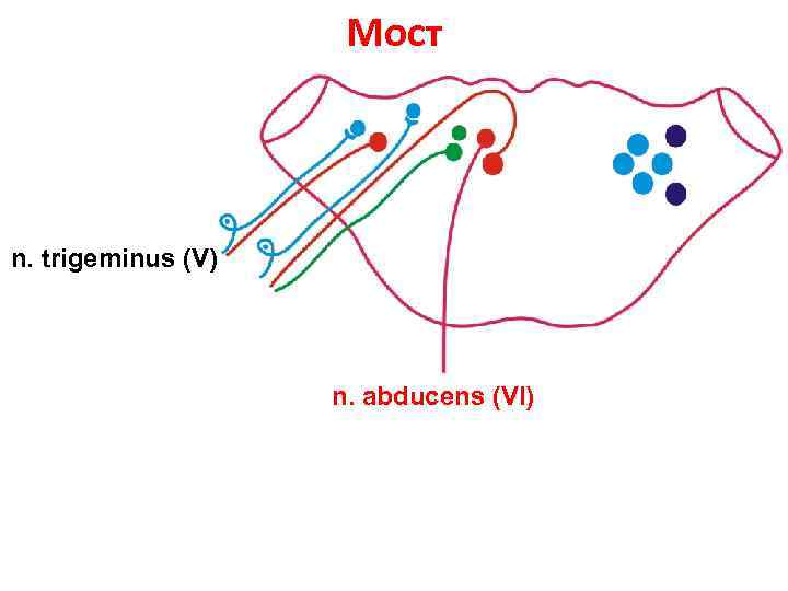 Мост n. trigeminus (V) n. abducens (VI) 