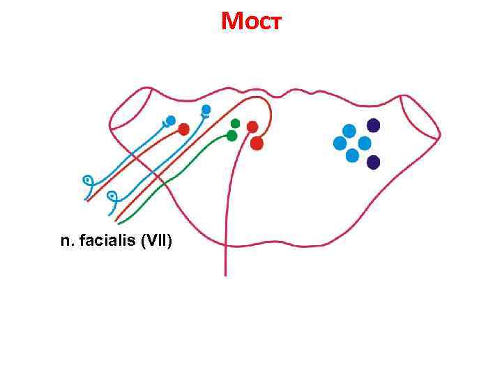 Мост n. facialis (VII) 