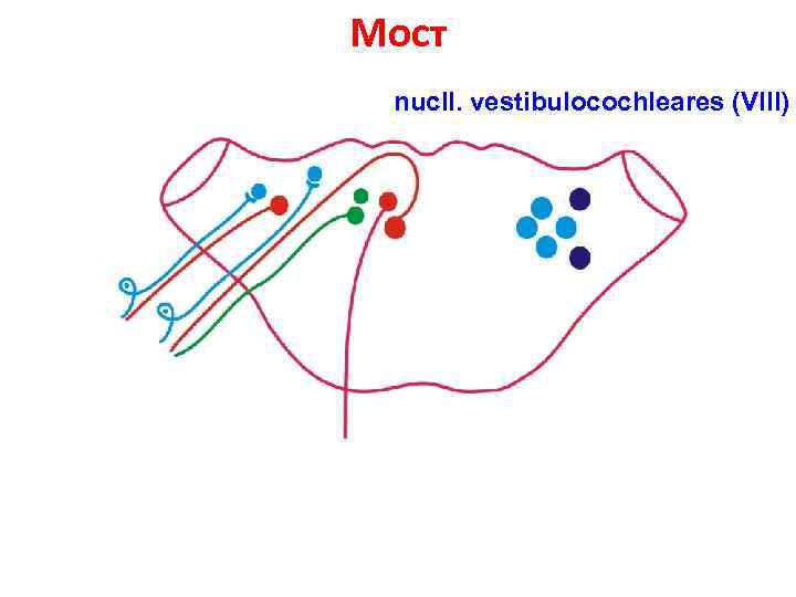 Мост nucll. vestibulocochleares (VIII) 