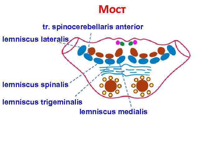 Lemniscus medialis. Lemniscus lateralis. Lemniscus medialis lateralis. Spinocerebellaris anterior путь.