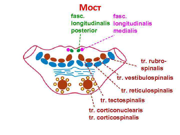 Мост fasc. longitudinalis posterior medialis tr. rubrospinalis tr. vestibulospinalis tr. reticulospinalis tr. tectospinalis tr.