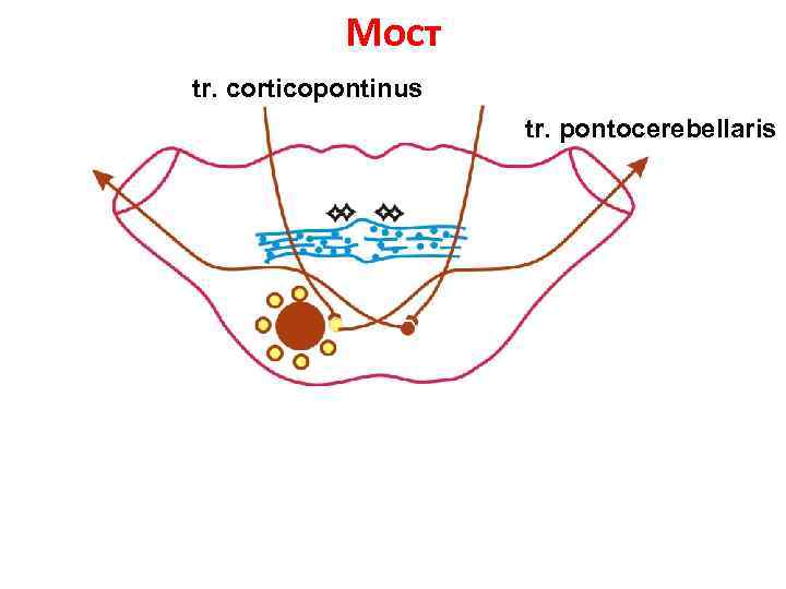 Мост tr. corticopontinus tr. pontocerebellaris 