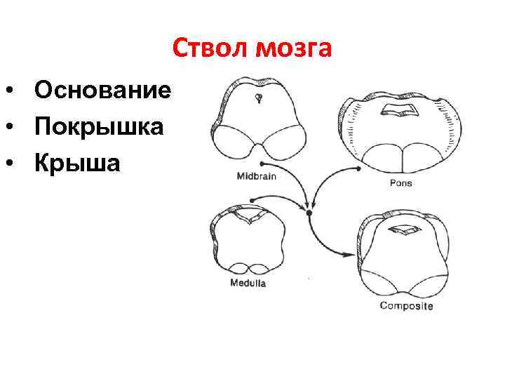 Ствол мозга • Основание • Покрышка • Крыша 