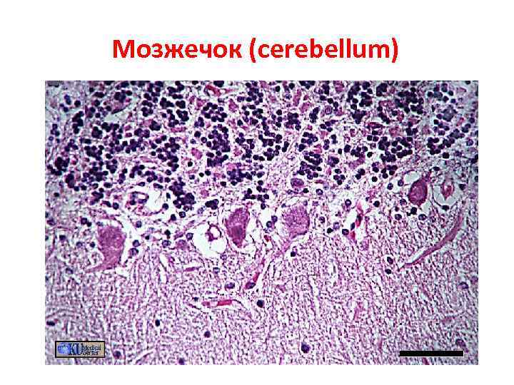 Мозжечок (cerebellum) 