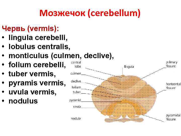 Мозжечок (cerebellum) Червь (vermis): • lingula cerebelli, • lobulus centralis, • monticulus (culmen, declive),