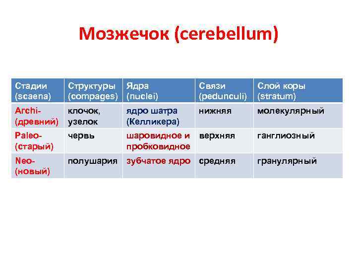 Мозжечок (cerebellum) Стадии (scaena) Структуры Ядра (compages) (nuclei) Связи (pedunculi) Слой коры (stratum) Archi(древний)