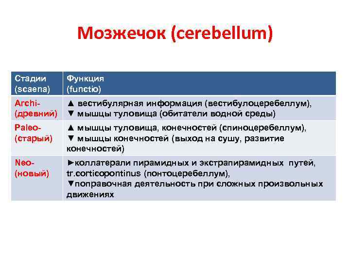 Мозжечок (cerebellum) Стадии (scaena) Функция (functio) Archi(древний) ▲ вестибулярная информация (вестибулоцеребеллум), ▼ мышцы туловища