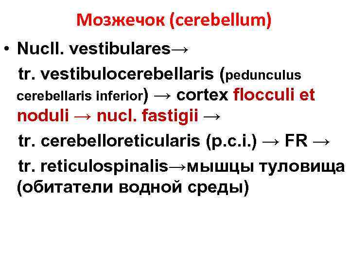 Мозжечок (cerebellum) • Nucll. vestibulares→ tr. vestibulocerebellaris (pedunculus cerebellaris inferior) → cortex flocculi et