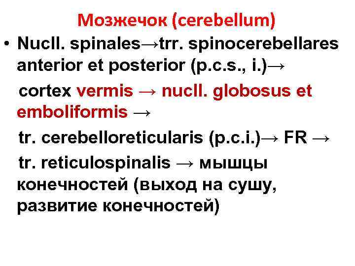 Мозжечок (cerebellum) • Nucll. spinales→trr. spinocerebellares anterior et posterior (p. c. s. , i.