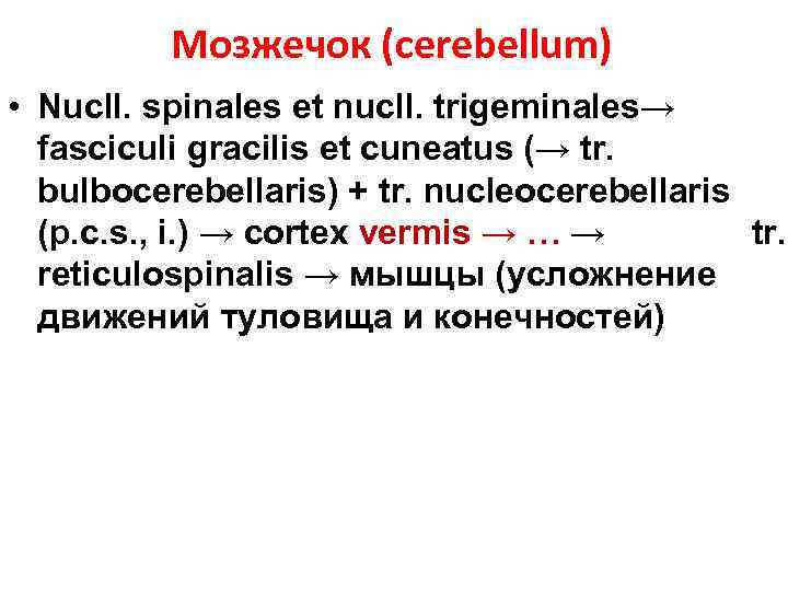 Мозжечок (cerebellum) • Nucll. spinales et nucll. trigeminales→ fasciculi gracilis et cuneatus (→ tr.