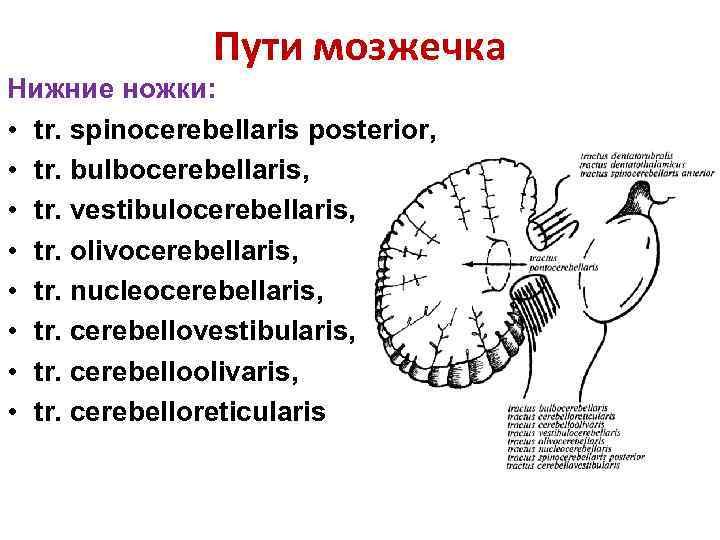 Пути мозжечка Нижние ножки: • tr. spinocerebellaris posterior, • tr. bulbocerebellaris, • tr. vestibulocerebellaris,