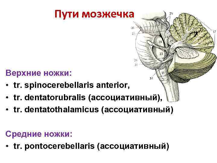 Пути мозжечка Верхние ножки: • tr. spinocerebellaris anterior, • tr. dentatorubralis (ассоциативный), • tr.