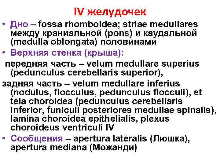 IV желудочек • Дно – fossa rhomboidea; striae medullares между краниальной (pons) и каудальной