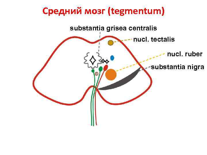 Средний мозг (tegmentum) substantia grisea centralis nucl. tectalis nucl. ruber substantia nigra 