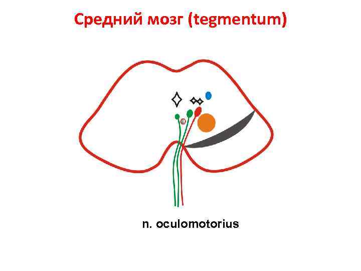 Средний мозг (tegmentum) n. oculomotorius 