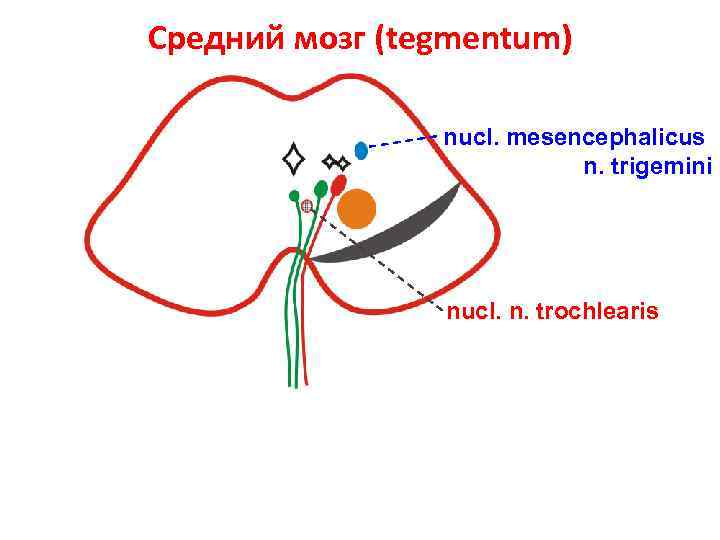 Средний мозг (tegmentum) nucl. mesencephalicus n. trigemini nucl. n. trochlearis 