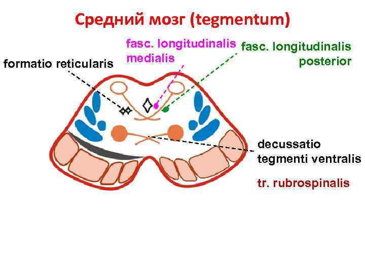 Средний мозг (tegmentum) formatio reticularis fasc. longitudinalis medialis posterior decussatio tegmenti ventralis tr. rubrospinalis