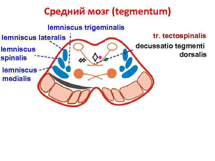 Средний мозг (tegmentum) lemniscus trigeminalis lemniscus lateralis lemniscus spinalis lemniscus medialis tr. tectospinalis decussatio